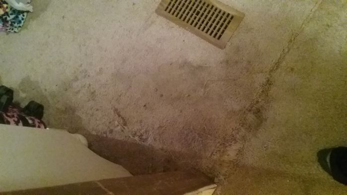 My Little Butt Munch Dachsund Ripped The Corner Of My Carpet