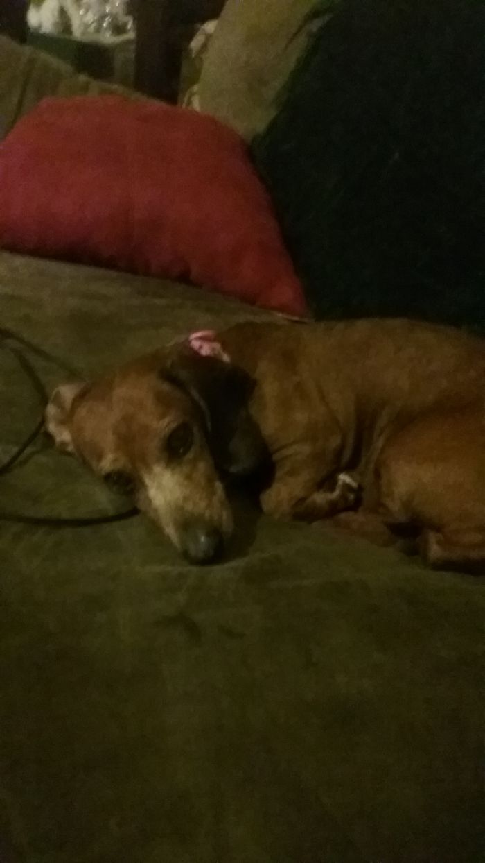 Trudy,my Little Butt Munch Dachshund.