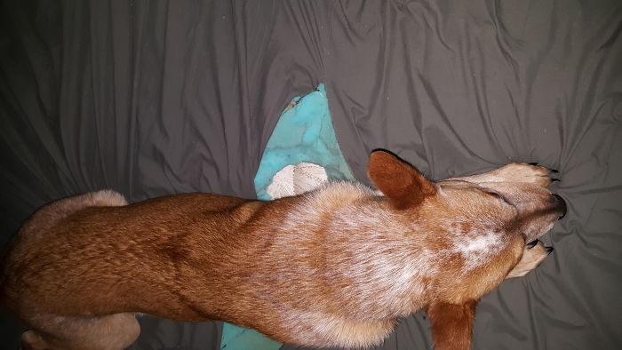 Brand New Sheet For My Brand New Memory Foam Mattress Topper. It Replaced The Last One She Destroyed.