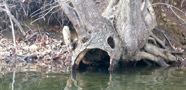 A Tree Drinking From The Lake