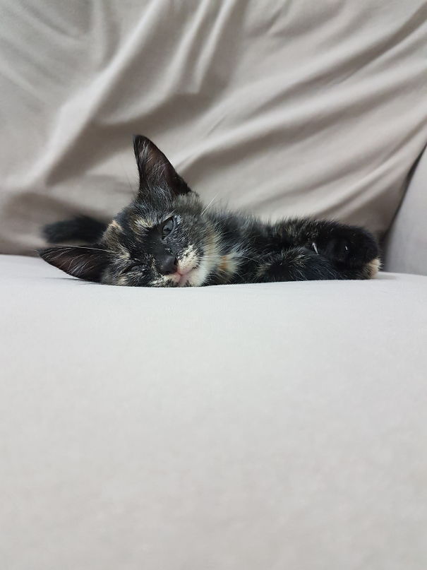 I'm Too Lazy To Get Up