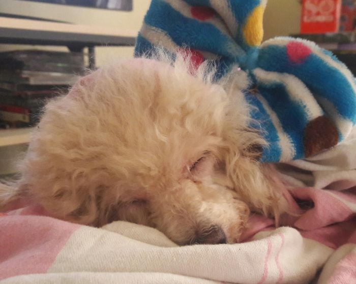 Princess Poodle Asleep Zzzzzz..