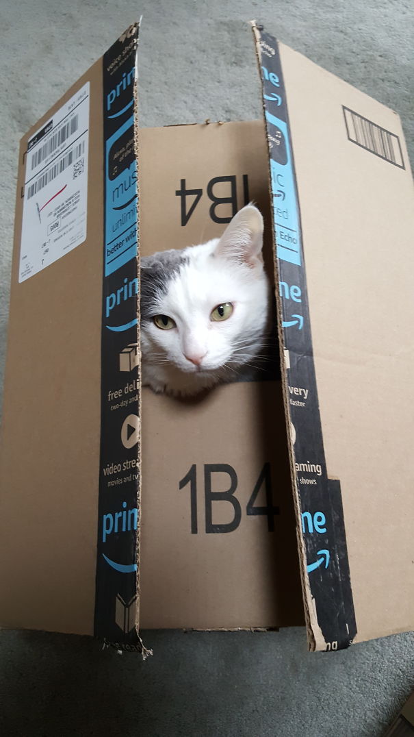 I Told Her We Were Shipping Her Back.