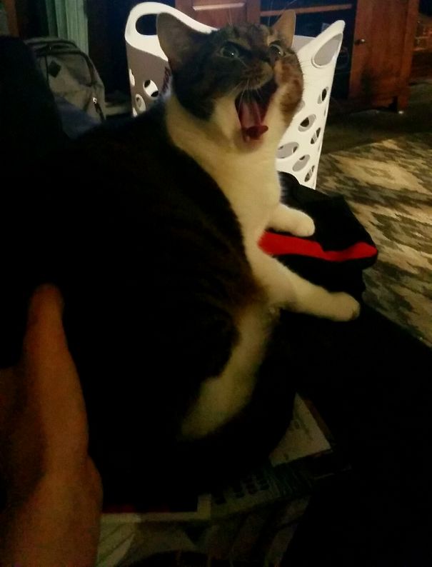 We Ran Out Of Catnip.