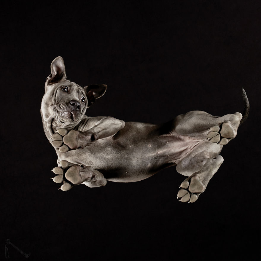 Under-dogs: I Photograph Dogs From Underneath