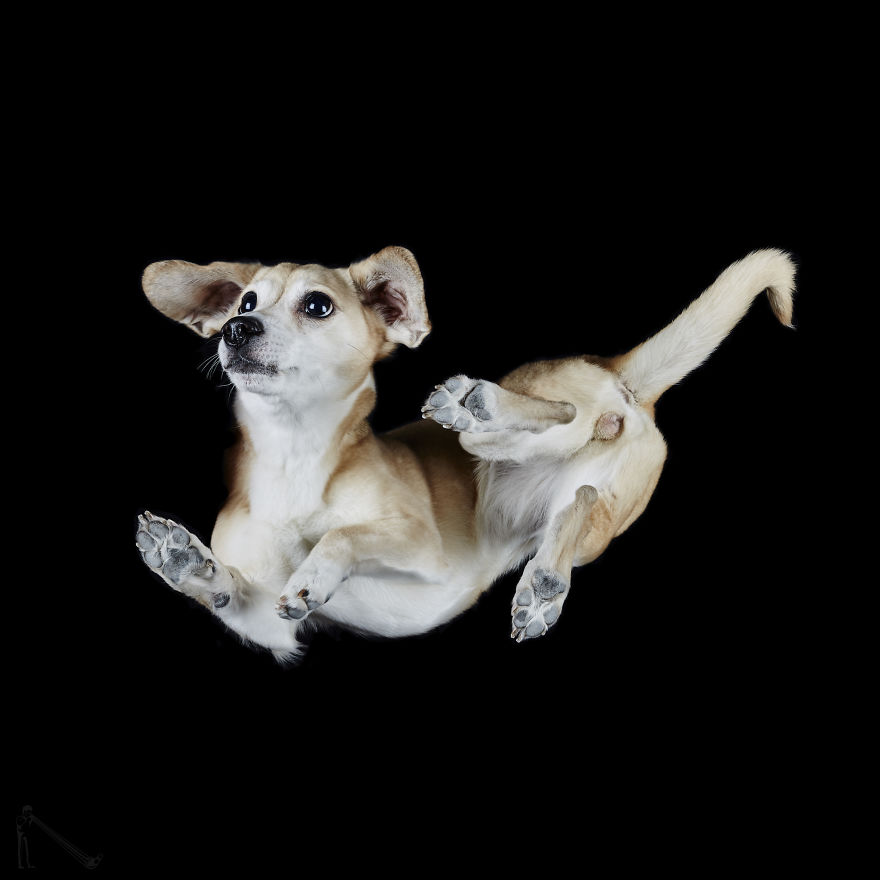 Under-dogs: I Photograph Dogs From Underneath