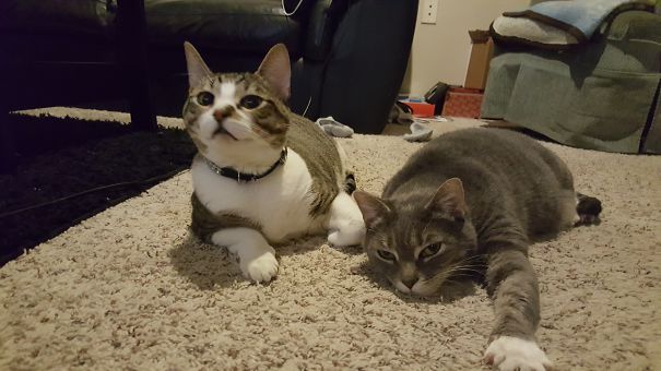 My Two Dramatic Cats