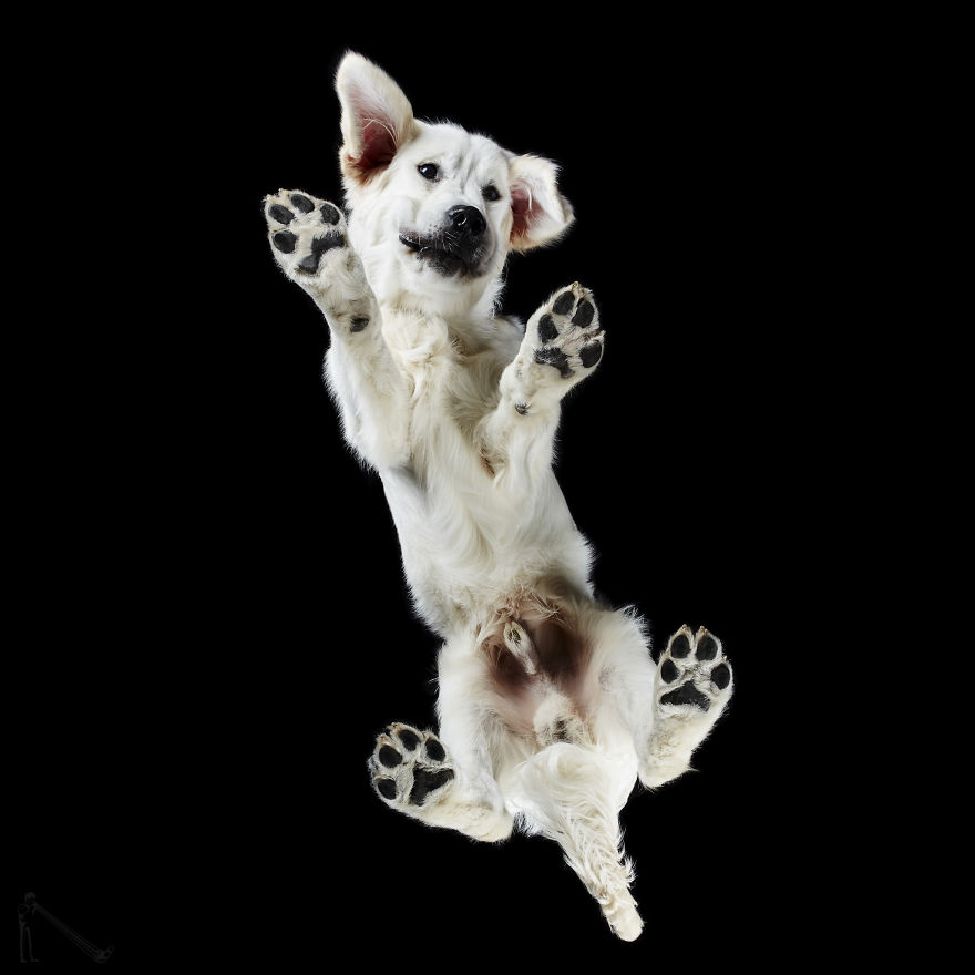 Under-dogs: I Photograph Dogs From Underneath
