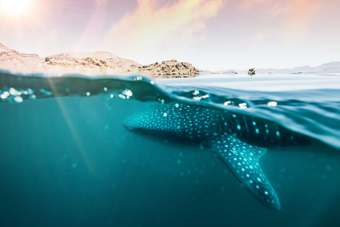 Crossed Off A Bucket List: Swimming With Whale Sharks