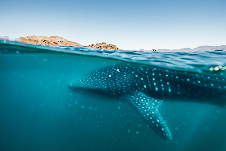 Crossed Off A Bucket List: Swimming With Whale Sharks Crossed Off A Bucket List: Swimming With Whale Sharks