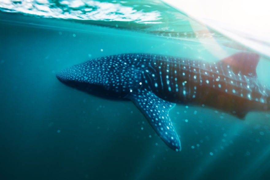 Crossed Off A Bucket List: Swimming With Whale Sharks Crossed Off A Bucket List: Swimming With Whale Sharks