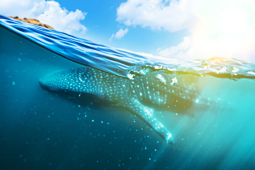 Crossed Off A Bucket List: Swimming With Whale Sharks