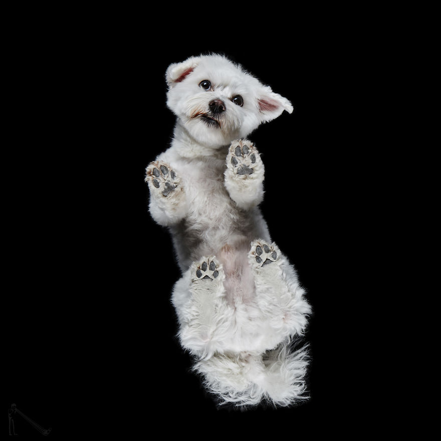 Under-dogs: I Photograph Dogs From Underneath