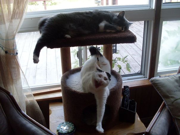 Mystik Asking For Attention. Lol