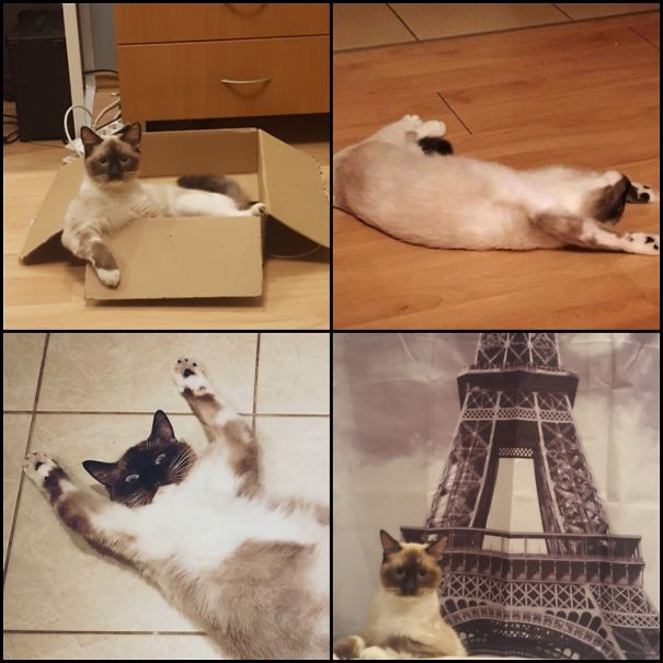 Move Away Kendal. Our Cat Is Striking Poses Like A Proper Supermodel.