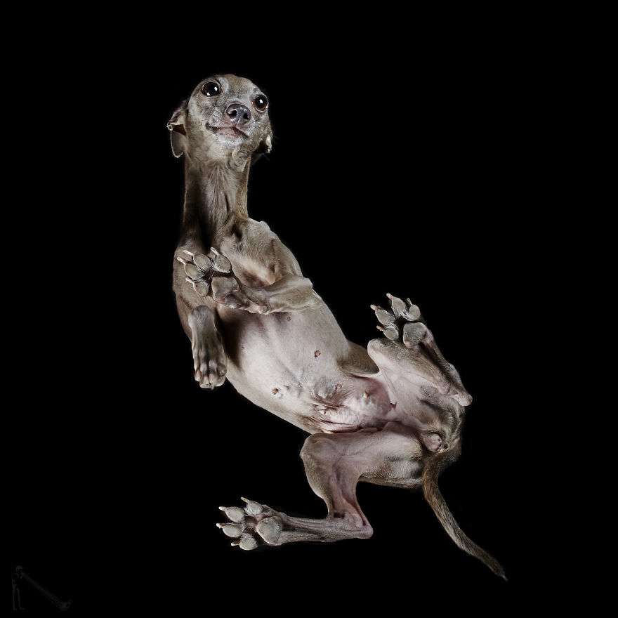 Under-dogs: I Photograph Dogs From Underneath