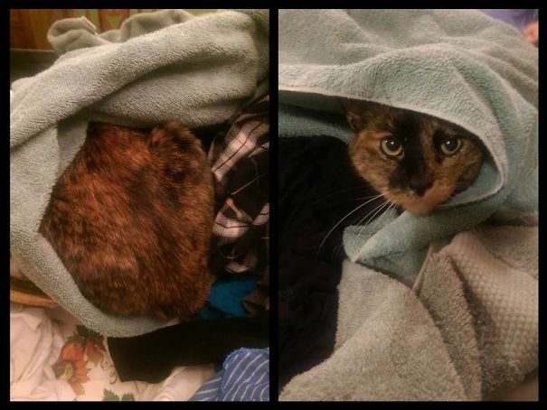 Was Helping My Dad With His Laundry. And As Soon As He Got The Clothes Out Of The Dryer, October Made Herself Super Comfy. As You Can See, This Is Her Wrapped Up In The Clothes.