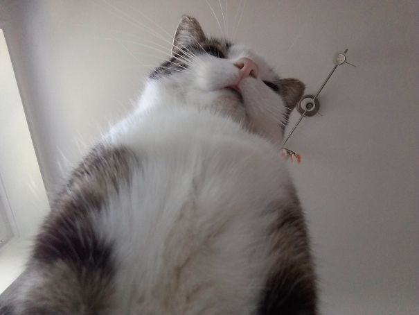 Wake Up Human Slave And Feed Me!