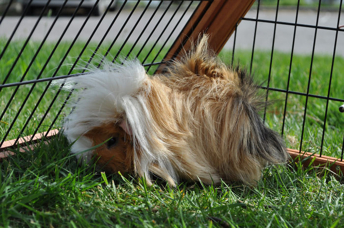 Long-haired-guinea-pigs