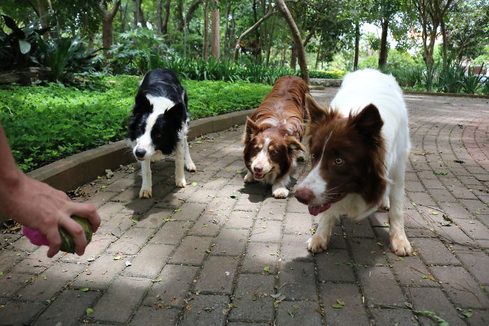 Everyone Wants To Catch The Ball!