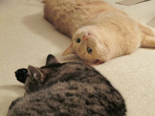 Maxi Enjoys Life Upside Down - Meisje Facepalms.