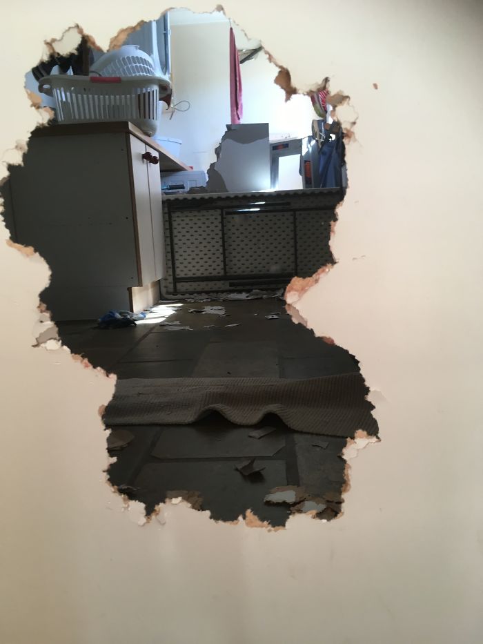 Dog Scratched His Way Through Door To Get Inside