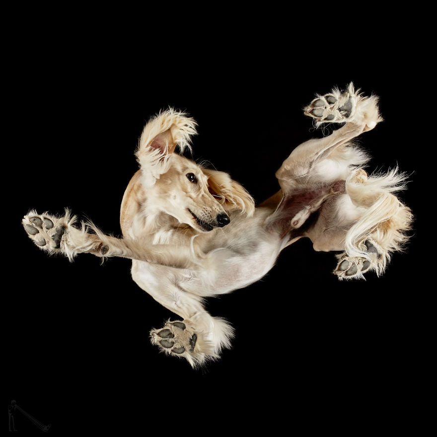 Under-dogs: I Photograph Dogs From Underneath