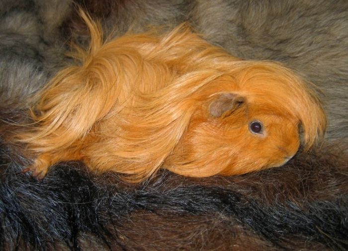 Long-haired-guinea-pigs