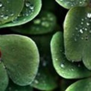 wildluckycharms avatar