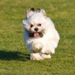 pedroatreides avatar