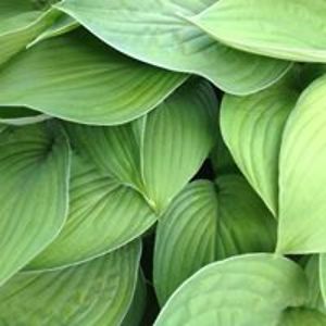 sylviapoirier avatar