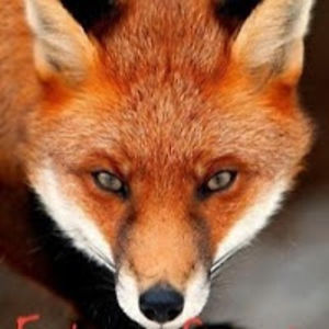 spitfireridgeflame avatar