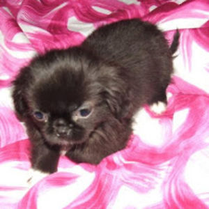 seahuskygirl06 avatar