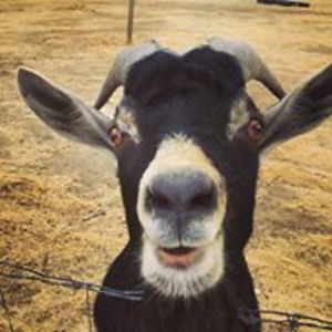 alexshafer111 avatar