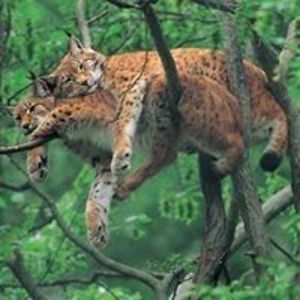 kittyplayer06 avatar