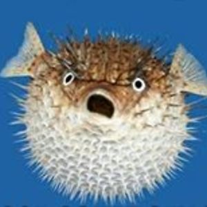 zapez_perplex avatar