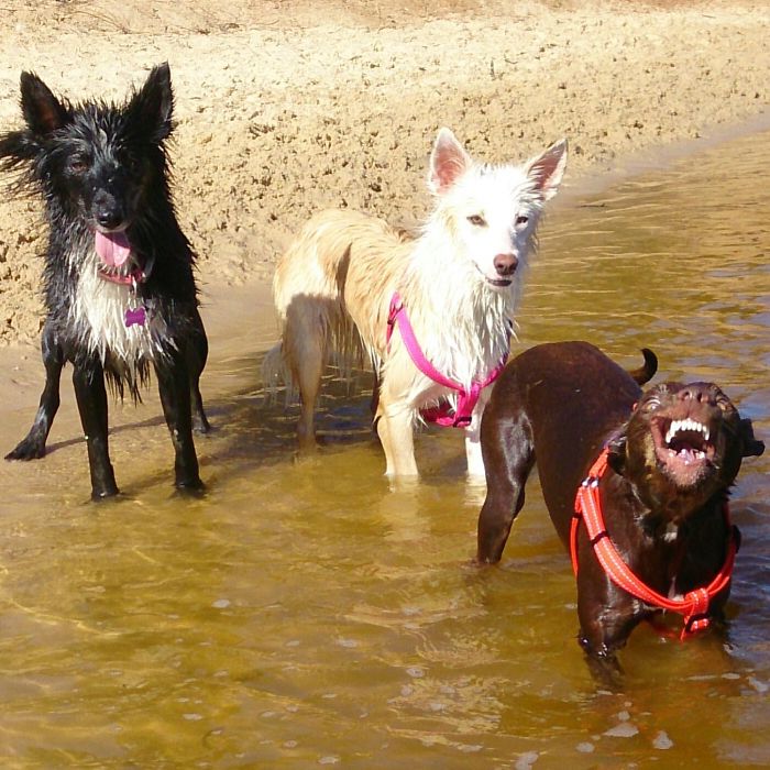 Took This Photo Of My Dogs At The Beach Today