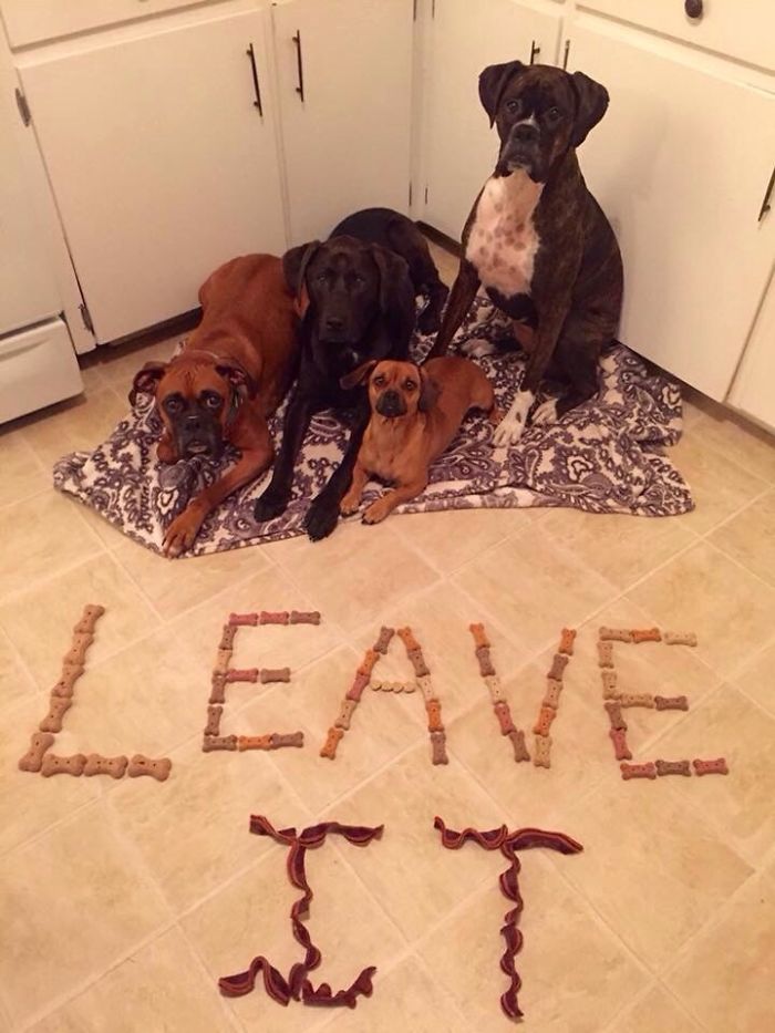 My Friends Dogs Have Incredible Patience