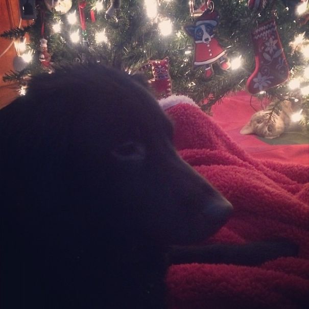 Funny Cat Photobombs