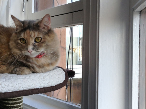 Funny Cat Photobombs