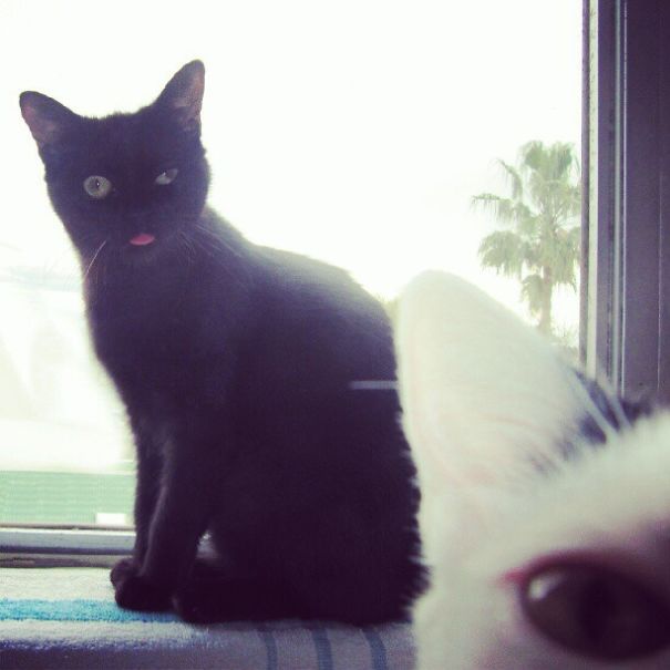 Funny Cat Photobombs