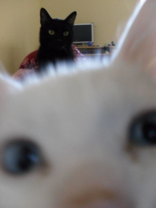 Funny Cat Photobombs