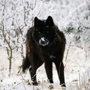 modernshoe1200 avatar