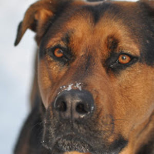 birgitschmidt_1 avatar