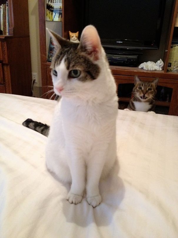 Funny Cat Photobombs