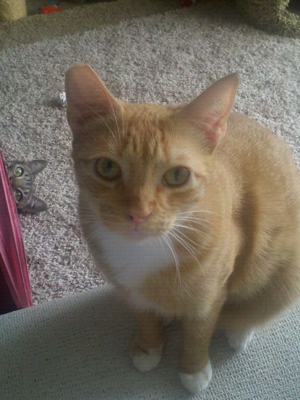 Funny Cat Photobombs