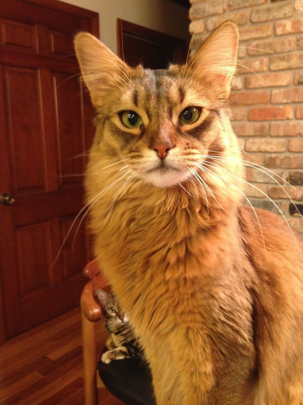 Funny Cat Photobombs