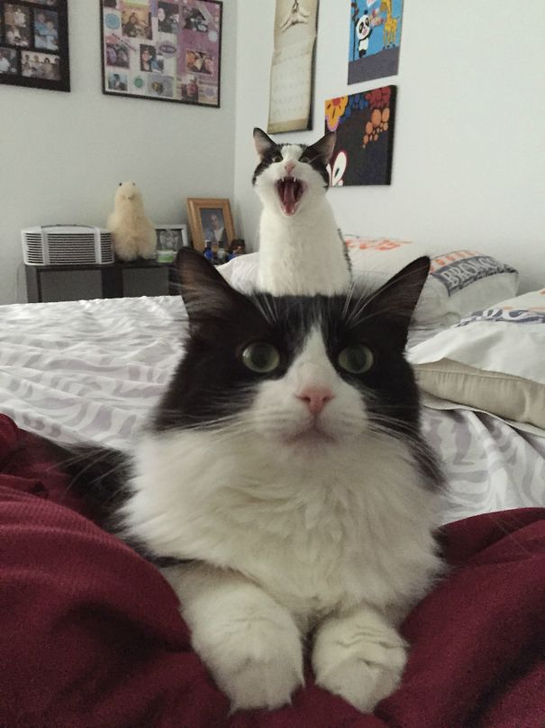 Funny Cat Photobombs