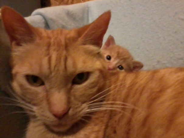 Funny Cat Photobombs