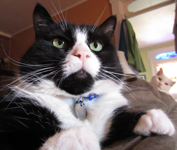 Funny Cat Photobombs